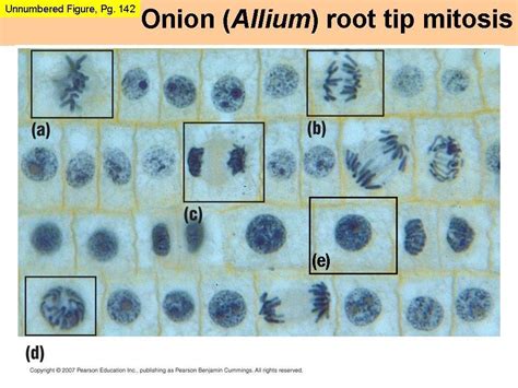 Use the image above (Onion root tip mitosis). Which step of Mitosis ...