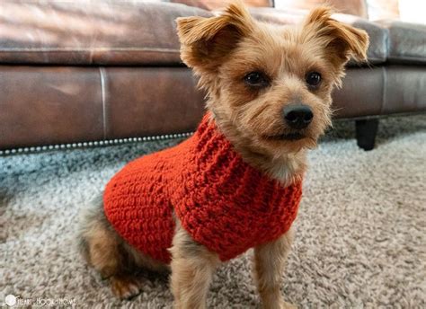 Dandy Dog Sweater: Easy Crochet Dog Sweater Pattern | Crochet dog ...