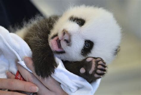 24 Ridiculously Cute Photos Of Baby Pandas That Will Instantly Make ...