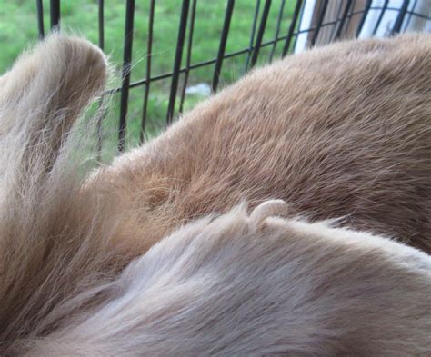 My rabbit has a claw (cutaneous horn) growing out of his ear. You can ...