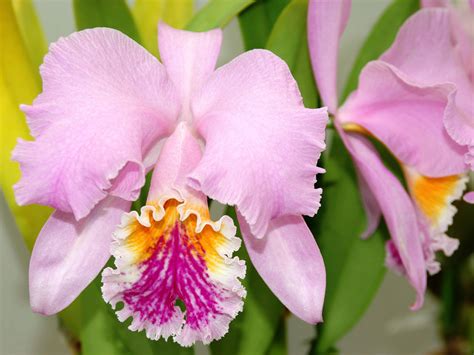 Orchid: Cattleya mossiae 'Tipo' Pretty Plants, All Plants, Garden ...