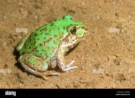 Water holding frog hi-res stock photography and images - Alamy