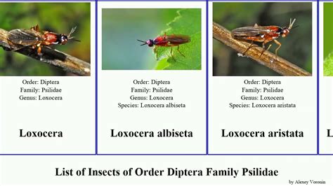 Diptera Families