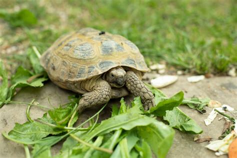 What Do Tortoises Eat? - Green Lane Farm Boarding Kennels