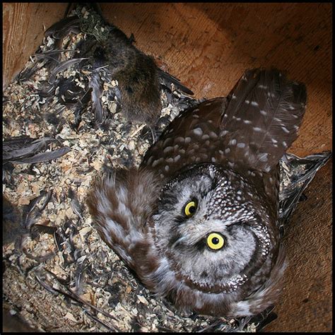 Boreal Owl (nesting update 2) | Eleven days passed since I l… | Flickr