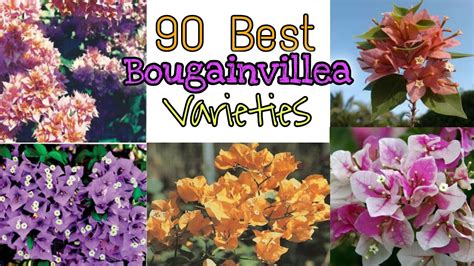 90 BOUGAINVILLEA VARIETIES With Names / Bougainvillea flower |CLASSIFICATIONS WITH NAMES - YouTube