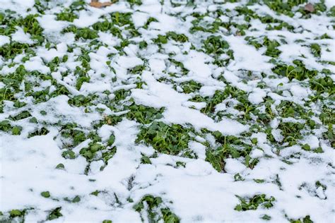 Nature background. First snow on the green grass - Creative Commons Bilder