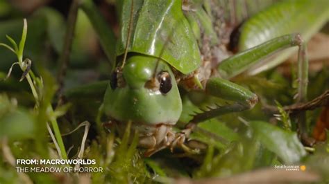 The Wart-biter insect was once used by humans to bite warts off the skin comes up against a ...