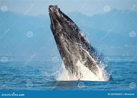 Mesmerizing View of Humpback Whale Breach Jumping in the Air Stock ...