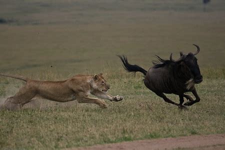 lion-chasing-prey - Zoospensefull