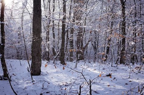 Premium Photo | In the forest the trees are covered with snow