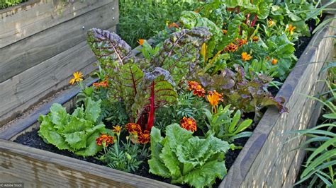 Linge à pièces kiwi Non autorisé jardin de legumes et fleurs Sein ...