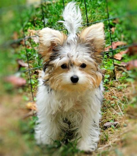 78+ images about Yorkies and yorkie mixes. ️ on Pinterest | Dog silhouette, Toy poodles and Puppys