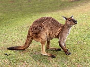 Kangaroo Adaptations: Lesson for Kids | Study.com