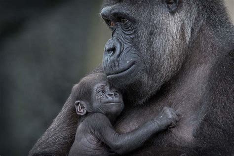 Newborn baby gorilla and mom