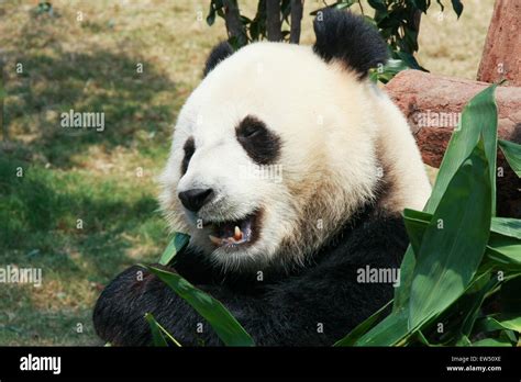 Panda eating bamboo Stock Photo - Alamy