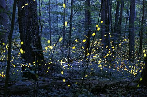 “Like a tiny galaxy descended into the forest”—new species of firefly found - Bulletin of the ...