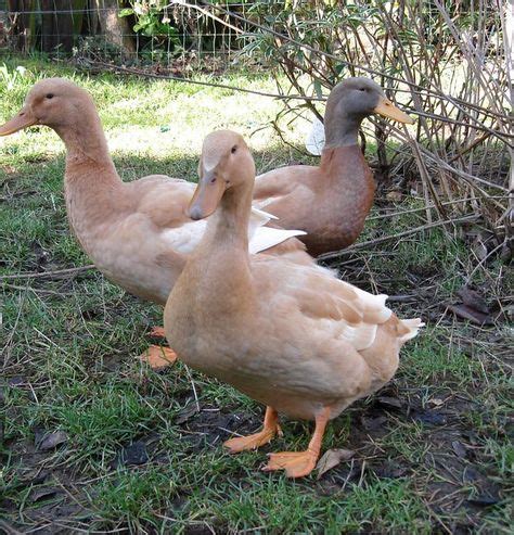 Buff Orpington Ducks (Photo by Zoe Brodie-James) | Duck breeds domestic, Pet ducks, Duck breeds