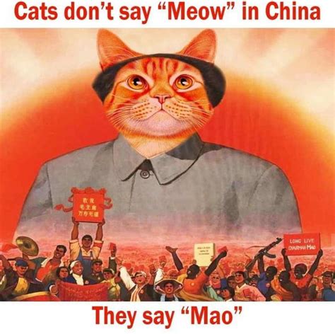 Mao the cat : r/HistoryMemes