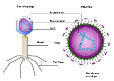 Viruses: discovery, size, structure and how they infect people ...