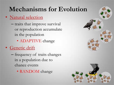 The 5 Mechanisms Of Evolution