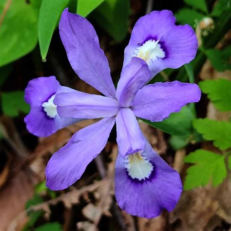 Crested Dwarf Iris (Iris cristata) Bloom | Western Carolina Botanical Club