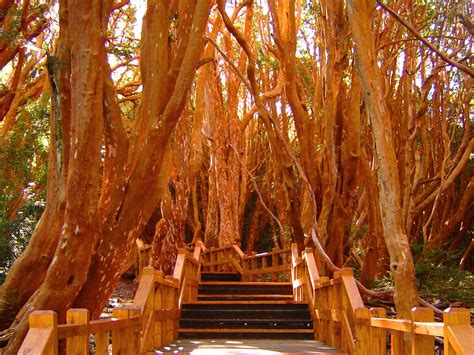 Los Arrayanes National Park was created in order to preserve a singular ...