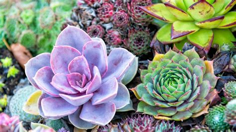 Succulents: 5 Reasons You Need These Tiny Plants in Your Small Space - FYI