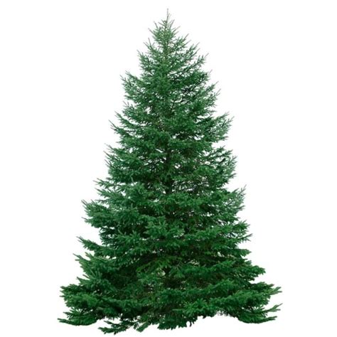 Balsam Fir - NYC Tree Lady Christmas Trees Delivered