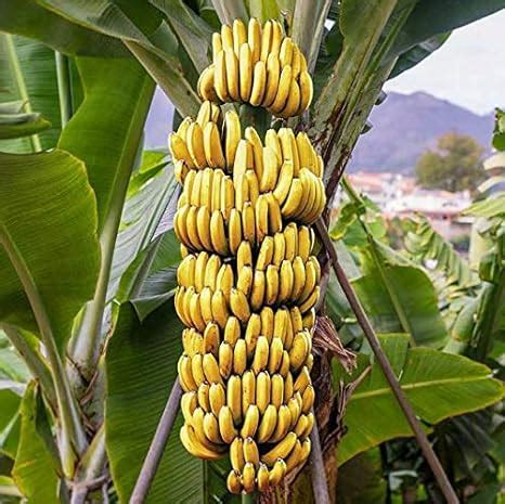 Amazon.com : Oldworldtropicals Banana Fruit Tree Musa "Gran Nain" Live ...