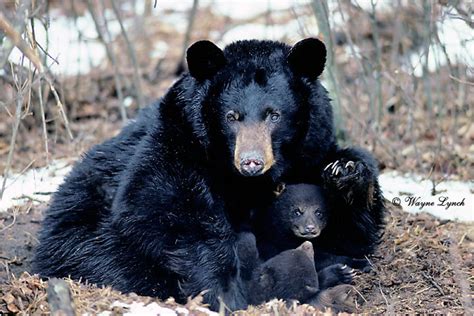 Dr. Wayne Lynch Canada's Wildlife Specialist