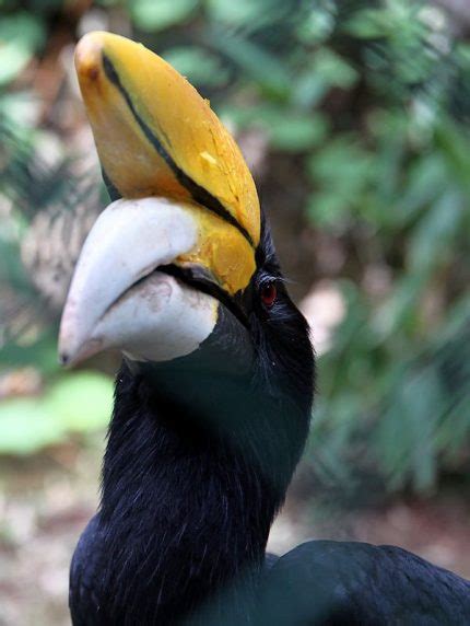 Rhinoceros Hornbill | The Animal Facts | Appearance, Diet, Habitat