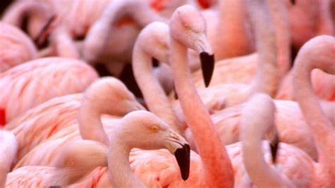 Flamingos | Nature | PBS