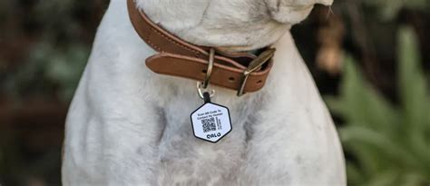 QR Code Dog Tags: The Ultimate Guide to Keeping Your Pet Safe