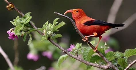 Keeping Hope Alive For Hawaii’s Iiwi | Living Bird | All About Birds