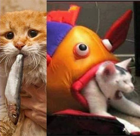 Fish eating cat Blank Template - Imgflip