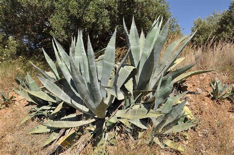 8 plantas del desierto