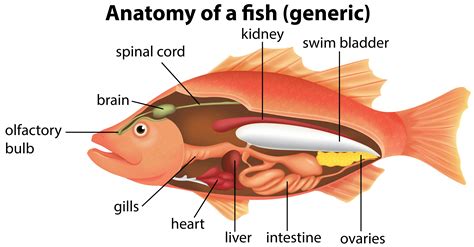 Fish Anatomy Vector Art, Icons, and Graphics for Free Download