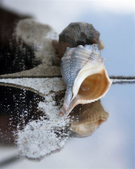 Free Images : beach, sand, seafood, fauna, invertebrate, seashell, housing, conch, close up ...