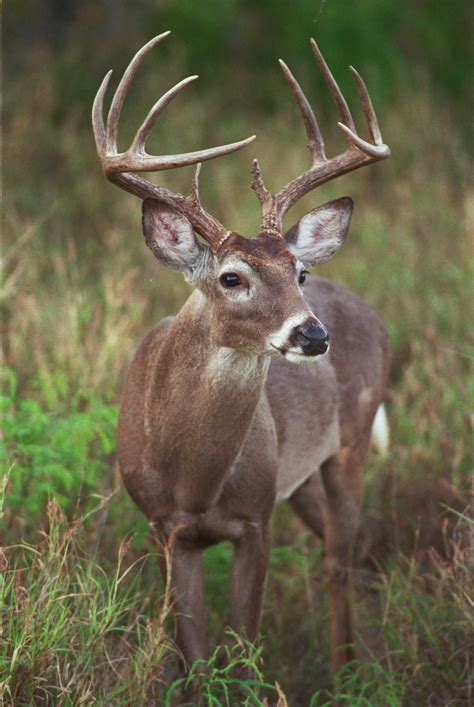 Texas bowhunters get first shot at state’s mature bucks as white-tailed ...