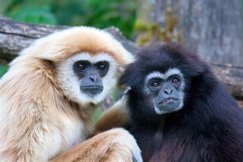Watch Two Gibbons Try to Comprehend A Trespassing Hedgehog - A-Z Animals
