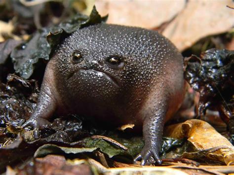 24 Bizarre Frogs You Won't Believe Actually Exist in the Wild - TechEBlog