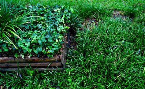 Green Ivy Bermuda Grass Wooden Planter | Christopher Sessums | Flickr