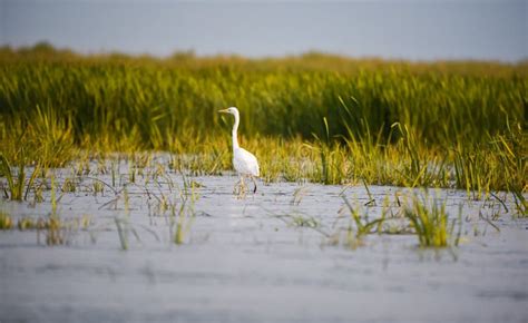 Birds and Wildlife Fauna of Danube Delta Stock Image - Image of ...