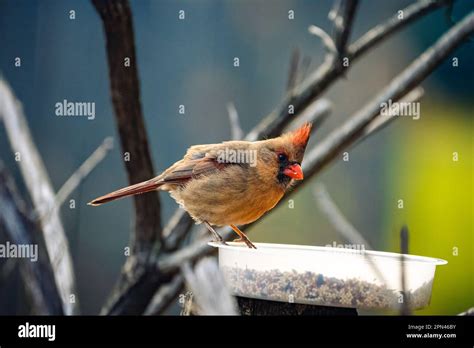 northern cardinal bird Stock Photo - Alamy