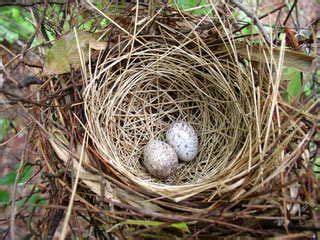 Northern Cardinal's Nest | Northern cardinal, Rocks and fossils, Nest