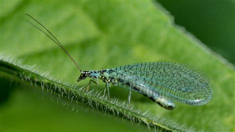 Image Gallery lacewing