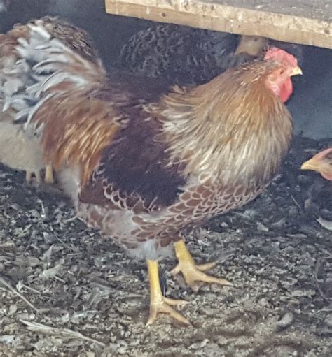 Splash Laced Red Wyandotte Chicken For Sale | Cackle Hatchery