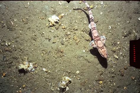 Chain catshark - Facts, Diet, Habitat & Pictures on Animalia.bio