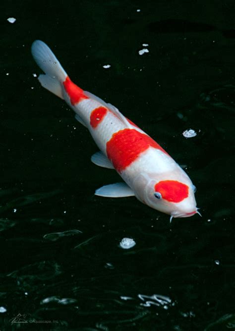 Take a Closer Look at the Most Popular Fish: The Kohaku Koi - AquaLife ...